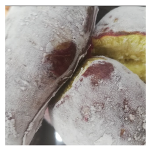 Meilleures ventes Patate douce congelée du Vietnam, Taille personnalisée, Qualité supérieure - Product Image 4