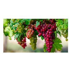 องุ่นไวท์โกลบไร้เมล็ด คุณภาพสูง ออร์แกนิค สดใหม่ เกรด A ราคาถูก - Product Image 3