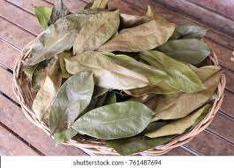 Directo desde la granja: hojas frescas de Guanábana - Product Image 2