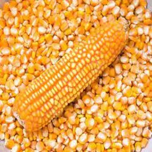 Nuovo raccolto di mais giallo Non ogm per il consumo di mangimi umani e animali mais giallo naturale di buona qualità più venduto