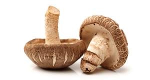 Champignons Shiitake séchés du Vietnam, Delta du Viet Nam, approvisionnement 2026 - Product Image 6