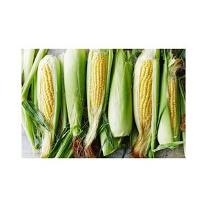 Vente en gros de grains de maïs jaune sucré non génétiquement modifiés congelés IQF pour l'alimentation animale - Product Image 1