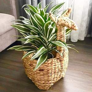 Maceta Grande y Elegante de Jacinto de Agua para Sala de Estar, Balcón, Terraza, Patio, Plantas de Interior con Material Natural y Duradero - Product Image 5