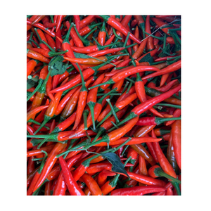 Chile rojo fresco congelado orgánico con alto nivel picante Exportación de origen directo económico de Chile ojo de pájaro de Vietnam - Product Image 4