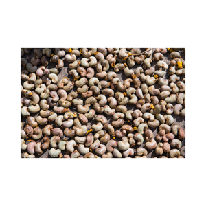 Kacang Mete mentah dari StarLab dipanen langsung dari taman dengan kualitas tinggi dan harga bagus/grosir - Product Image 2