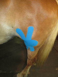 Cinta de Kinesiología para Caballos - Product Image 3