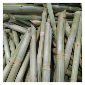 Canne à sucre congelée au goût naturel doux et juteux de 99GD Viet Nam Canne à sucre congelée prête à être expédiée pour une utilisation de jus rafraîchissant - Product Image 1