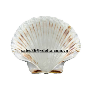 Conchas de Vieira Coloridas para Adornos Decorativos Hechas en Vietnam/ Sra. Lima - Product Image 4