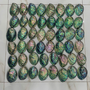 Dónde Importar Conchas de Abulón Pulidas con Material de Concha Marina Artesanal para Accesorios Creativos y Suministros de Manualidades, Vietnam - Product Image 1