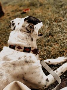 ปลอกคอหนังโปโลปรับแต่งได้สไตล์ได้จาก Divine International ทนทานและมีสไตล์ดีไซน์คลาสสิกหรูหราสำหรับสัตว์เลี้ยงที่มีความซับซ้อน - Product Image 3