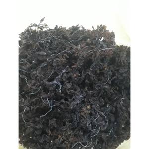 Venta al por mayor SARGASSUM ALGAS/SARGASSUM ALGAS DE ALTA CALIDAD Y MEJOR PRECIO - Product Image 5