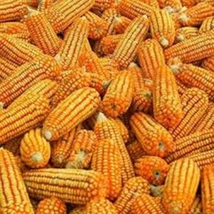 Maíz Amarillo de Primera Calidad, Maíz Blanco GMO para Consumo Humano y Alimentación Animal, Cultivo Seco, Proveedor Mayorista a Precio de Mayoreo - Product Image 3