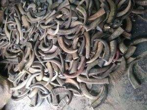 Cuerno crudo de búfalo y Punta de cuerno/cantidad de color negro y natural para tamaño personalizado y Cuerno/cuerno de búfalo - Product Image 4