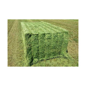 Foin d'alfalfa naturel fourni pour l'alimentation animale, avec une qualité et une couleur constantes - Product Image 5