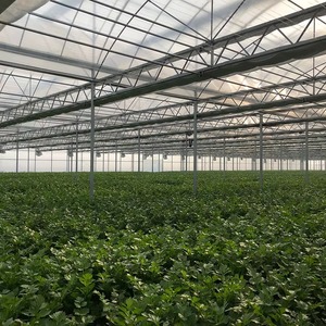 Invernadero Industrial de Gran Escala con Múltiples Vainas de Plástico y Soporte de Alambre Reforzado para la Producción Comercial de Tomate y Cultivos de Enredaderas - Product Image 3