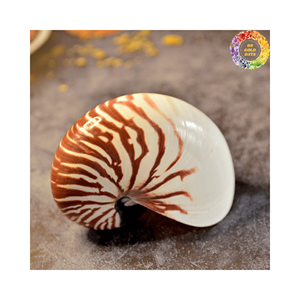Coquilles de Nautilus en gros, achat en vrac pour les fournisseurs d'artisanat et les décorateurs d'intérieur - Product Image 2