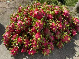 Fruta de dragón vietnamita fresca de la granja con fruta de fuego y frescura entregada directamente - Product Image 5