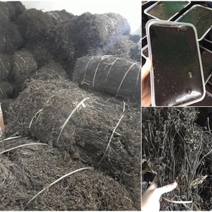 Té con sabor a hojas Benth de Mesona Chinensis secas de primera calidad para infusiones de hierbas y postres - Product Image 2