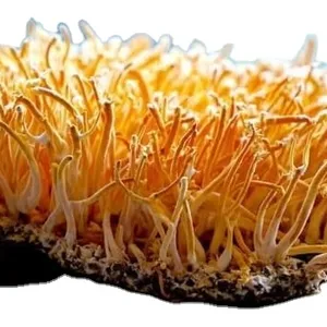 Organic CORDYCEPS MUSHROOM high quality top mushroom manufacture