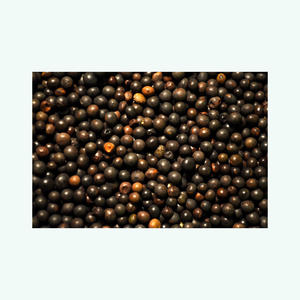 Clean vetch <b>seeds</b> <b>packed</b> for export to international farming and <b>seed</b> markets - Product Image 1