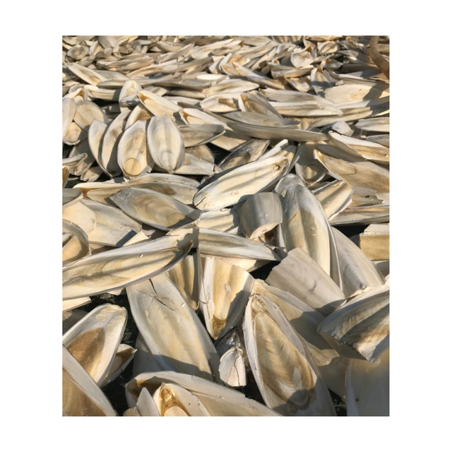 BEST SELLER in 2024: QUALITY DRIED CUTTLEFISH BONE / CUTTLEBONE FOOD for BIRD FROM VIETNAMESE SUPPLIER