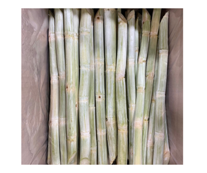 Bâtonnets de canne à sucre congelés de haute qualité fournisseurs du Vietnam canne à sucre sucrée vente en vrac à l'exportation meilleur prix offre de jus de canne à sucre congelé - Product Image 1