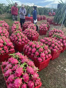 100% ผลไม้มังกรเนื้อแดงสดแบบธรรมชาติรสหวานคุณภาพสูงจากผู้ผลิตเวียดนามสำหรับ2024ส่งออก | ฤดูกาลที่ยิ่งใหญ่ - Product Image 5