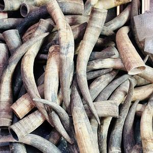 Cuernos de Búfalo Naturales y Puntas de Cuerno de Animales Crudos de Tamaño Personalizado para Exportación, Proveedor de la India por f s international - Product Image 3