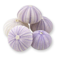 Mini coquille de mer pour bricolage jouet et artisanat meilleur prix coquilles d'oursin naturelles coquillages océaniques