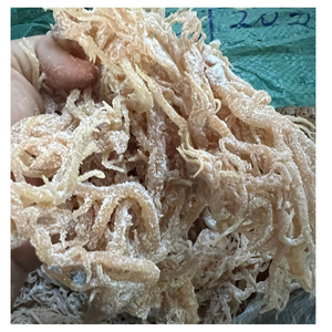 สาหร่ายทะเลคอตตอนชนิดไม่ใส่เกลือจากเวียดนามใช้ในอุตสาหกรรมอาหารและยา - Product Image 2