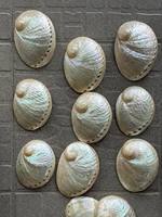 Coquille d'ormeau blanche polie 5 pouces/13 cm, coquillage, décoration côtière, décoration de table