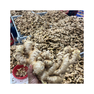 Gingembre frais à la saveur épicée texture ferme longue durée de conservation offert dans un emballage sur mesure idéal pour l'exportation et la distribution alimentaire - Product Image 1