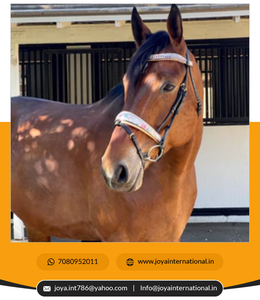 The Dolce Limited Edition Snaffle Bridle Custom Bridle Best <b>Dressage</b> Bridles at Wholesale Price Folding - Product Image 3