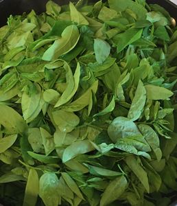 ใบ katuk ตากแห้ง/กระบวนการที่สะอาด/ผลิตภัณฑ์ทางพฤกษศาสตร์100% - Product Image 3