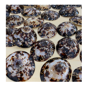 Vietnam 99 Gold Data Exports Limpet Shell pour l'affichage de table et les conceptions côtières utilisant une coquille de limpet naturelle - Product Image 4