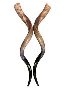 Cuerno de Shofar Artesanal de Israel, Diseño Auténtico con Acabado Semi-Pulido, Ideal para Ceremonias Religiosas y Colecciones - Product Image 4