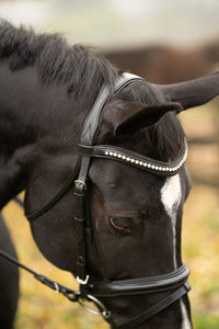 Bride de cheval en cuir véritable FABRICANT Bonne qualité Bride de cheval en cuir véritable de haute qualité FABRICANT - Product Image 6