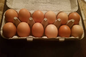 Œufs de poule frais importés, œufs fertiles à couver, œufs de table ronds à vendre - Product Image 5