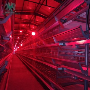 Equipo Avícola para Gallinas Ponedoras, Sistema de Jaulas Automáticas Tipo H de Acero Galvanizado en Caliente para Granjas Avícolas en Angola - Product Image 6