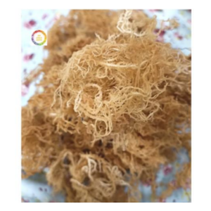 มอสทะเลสีทองธรรมชาติออร์แกนิกส่วนประกอบสำหรับเจลแคปซูลและผง - Product Image 3