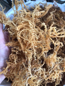 Mousse de mer Eucheuma Cottonii biologique, vente en gros, violet, couture, mousse irlandais, artisanat sauvage, mousse de mer provenant du Vietnam, usine à bas prix - Product Image 5