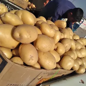 Meilleur prix Pomme de terre fraîche de la ferme/Pomme de terre de haute qualité