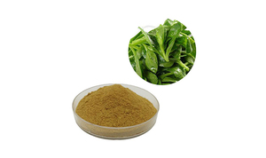 Polvo de extracto de Andrographis a granel 20% por aplicaciones industriales HPLC para el mejor precio al por mayor - Product Image 3