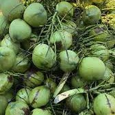 Verse jonge Thaise kokosvlees-sap – zoet en hydraterend voor smoothies, culinaire toepassing of rechtstreeks uit de bron consumptie.