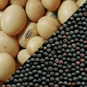 Farine de colza/graine de canola d'excellente qualité - Product Image 6