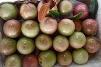 Verse Ster Appel Heerlijk Fruit Met Beste Prijs Goederen Voor Export Naar Vele Markt