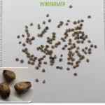 500 Seeds Organic Hobby Garden Black Long Eggplant Seeds Organic Village Eggplant
