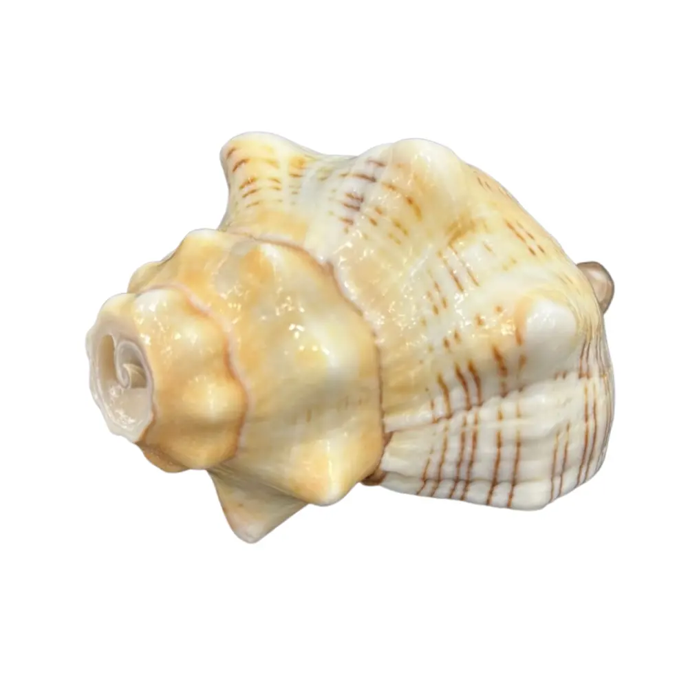 Shell decorativa Seashell Exportação Bulk Scallop Sea Shell Alta qualidade tonna perdix shell para exportação do Vietnã