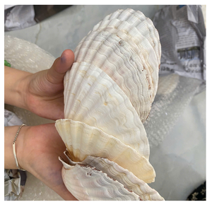 COQUILLES DE SAINT-COQUILLE POLI ET NETTOYÉES POUR BOÎTE CADEAU SAVON AFFICHAGE ART ARTISANAT OU PRÉSENTATION ALIMENTAIRE - Product Image 4