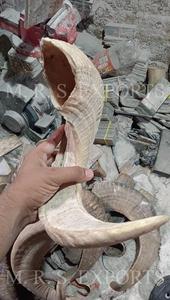 เขาแกะชอฟาร์ขายดีปี 2026  งานขัดเงาคุณภาพสูง  งานธรรมชาติ  ราคาถูก - Product Image 3